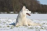 SIBERIAN HUSKY 481